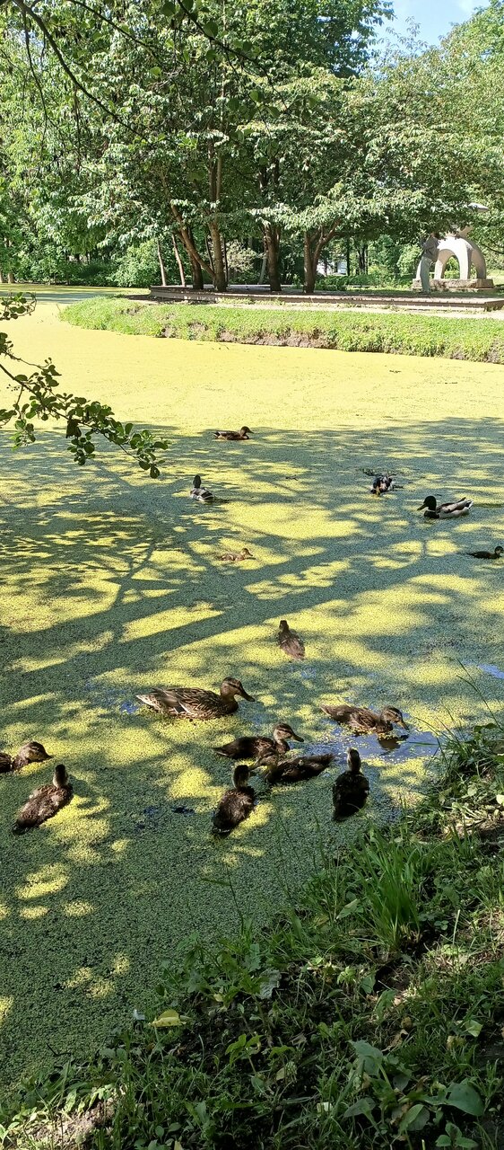 Гостиница Parklane Resort and SPA Санкт-Петербург-46